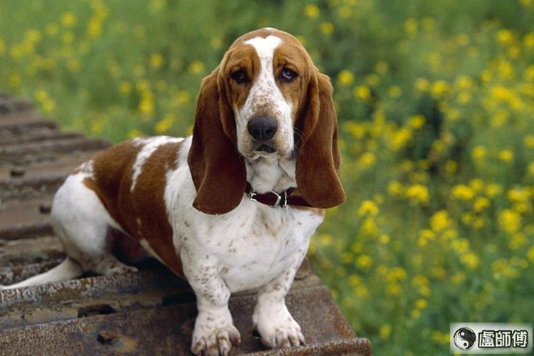 适合金牛座气质养的宠物：法国巴吉度犬
