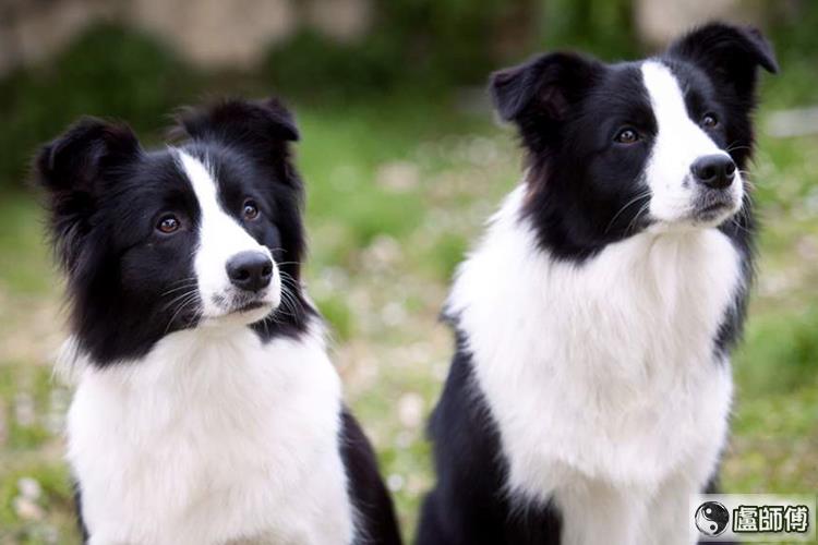 双子座适合养的宠物：苏格兰牧羊犬