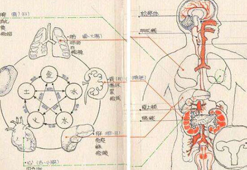 身体五脏六腑与经络之间有什么关系